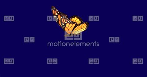 Monarch Butterfly Flapping Wings In Slow Motion Movements Flight