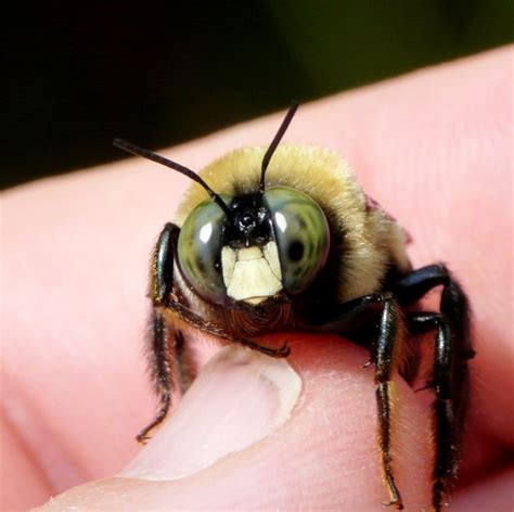 All Buzz No Sting Carpenter Bees Do Just What Their Name Suggests