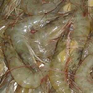 Shrimps Live Shrimps Price Manufacturers Suppliers