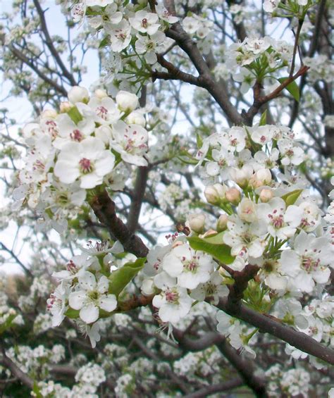 We did not find results for: Cleveland Select Flowering Pear