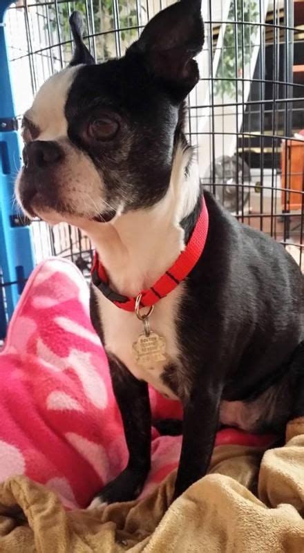 1010 south yates road memphis, tn 38119. Meet Milly Makenzie KY, a Petfinder adoptable Boston ...
