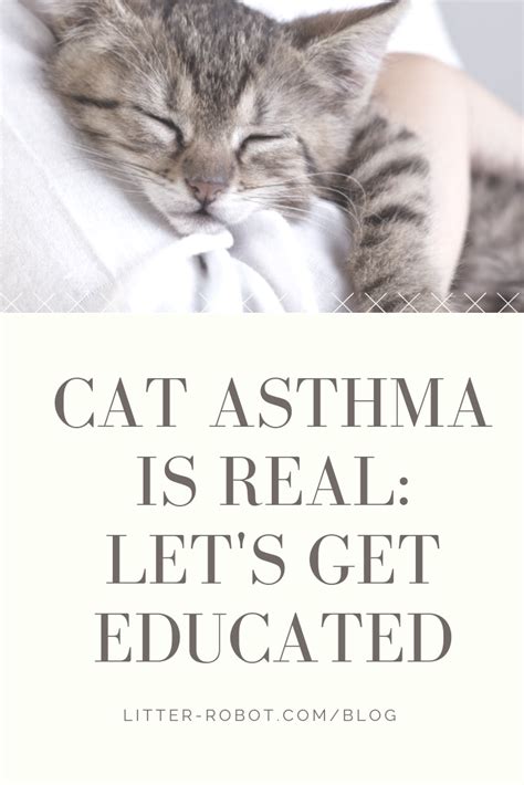 Cat Asthma Is Real Lets Get Educated Litter Robot Blog Cat Asthma