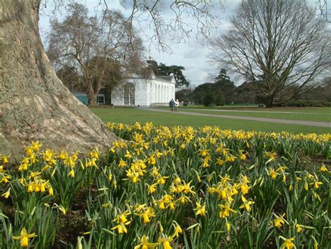 Daffodils Kew Gardens In Spring Anguskirk Flickr