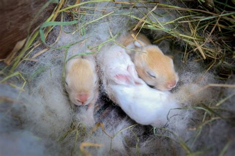 What To Do If You Find Wild Newborn Bunnies