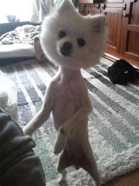 12 Ridiculous Dog Haircut Dumb Dogs 15 Dogs Funny Dogs Funny Humor