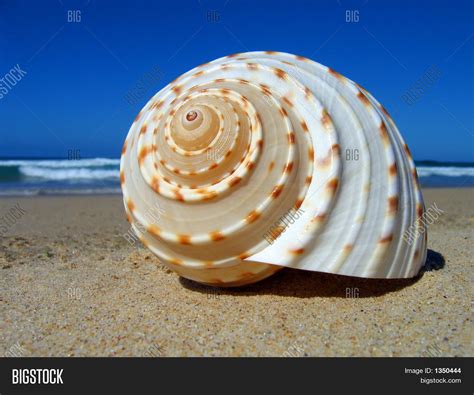 Spiral Sea Shell On Beach Image And Photo Bigstock