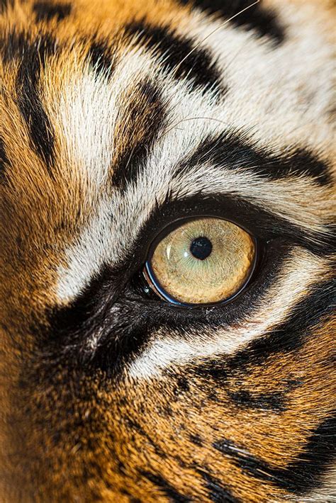 Somerset House Images The Beautiful Eyes Of The Malayan Tiger