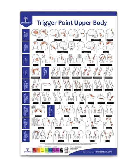 Trigger Points Poster Upper Body Prohealthsys Canada