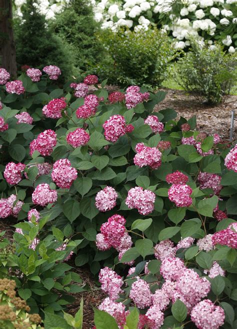 Invincibelle® Ruby - Smooth hydrangea - Hydrangea arborescens | Smooth hydrangea, Hydrangea ...