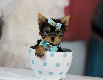 Browse thru our id verified puppy for sale listings to find your perfect puppy in your area. Teacup Yorkies For Sale, Teacup yorkie dogs Florida ...