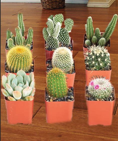 Different Types Of Cactus