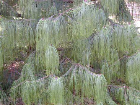 Many cacti are found in dry habitats, so in order to survive, these plants have to in order to survive these hot conditions, needles on a cactus can provide shade from the sun. Trees of Santa Cruz County: Pinus patula - Mexican Weeping ...