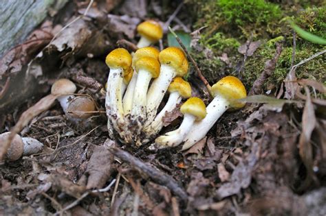 Honey Mushrooms Virginia Wildflowers