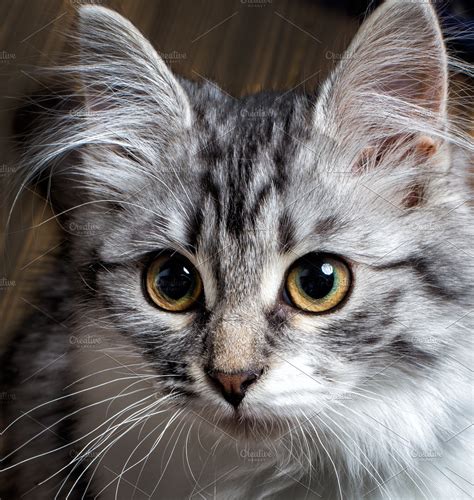 Should show green halo around pupil by 8 months. grey Cat with yellow eyes | High-Quality Animal Stock ...
