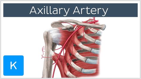 Axillary Artery Location Branches Human Anatomy Kenhub Youtube