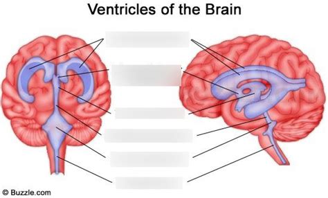 Brain Ventricles Diagram Quizlet