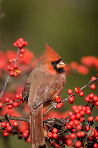 Northern Cardinal Male On Common Winterberry Bush Marion Co Picture