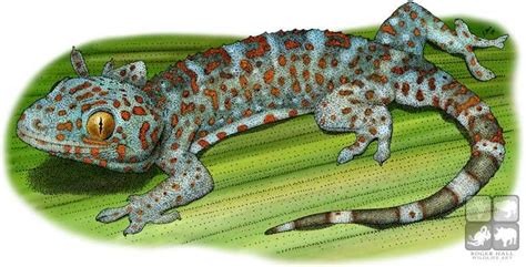 Tokay Gecko Gecko Gekko Line Art And Full Color Illustrations