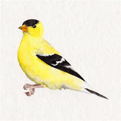 Goldfinch Watercolor Bird Spring Yellow Watercolor Bird