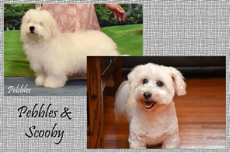 Purebred Registered Coton De Tulear Puppies For Sale