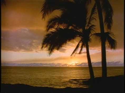 Time Lapse Tropical Sunrise With Palm Trees And Clouds Vfx Composite