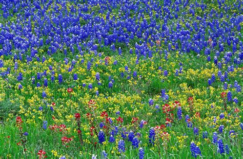 Texas Wildflowers Stock Image C0039090 Science Photo Library