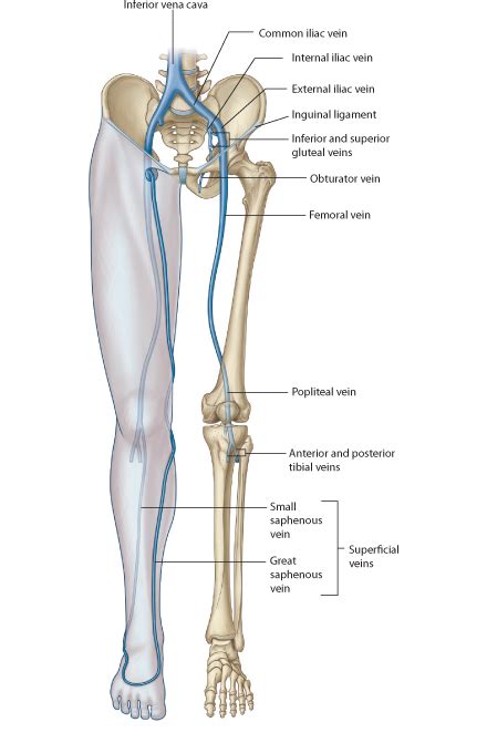 O bones—spine, ribs, clavicles, scapulae, humeri. Anatomy of the knee (Bones Muscles Arteries Veins Nerves ...