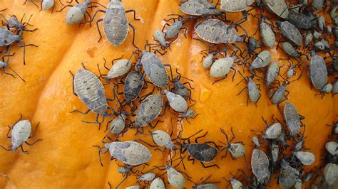 9 Fall Pest Control Tips Prep For These 5 Major Pests The Pest Rangers