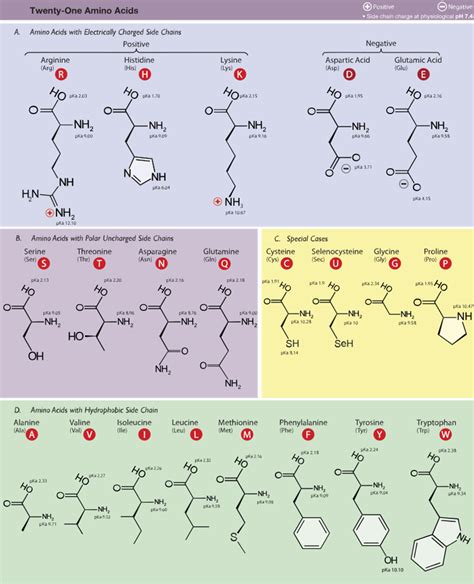 3 5 Amino Acids The Evolution And Biology Of Sex