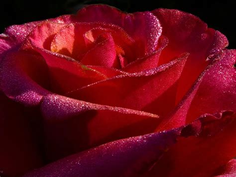 Red Roses 7 Wallpapers Hd Wallpapers Id 5751