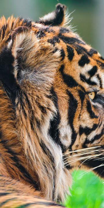 Sumatran Tiger 4k Wallpaper In 360x720 Resolution