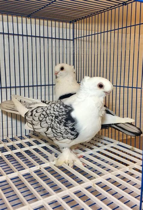 Pair Of Satinette Pigeons For Sale In Sheffield South Yorkshire