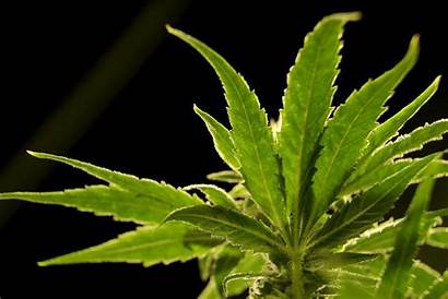 Marijuana Legalization Pennsylvania Recreational Should Pa