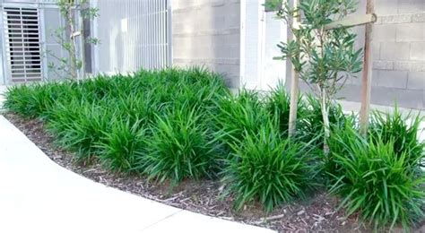 But much like cats themselves, the cost of owning one can climb fast. LITTLE JESS™ Dianella is a tough low maintenance plant ...