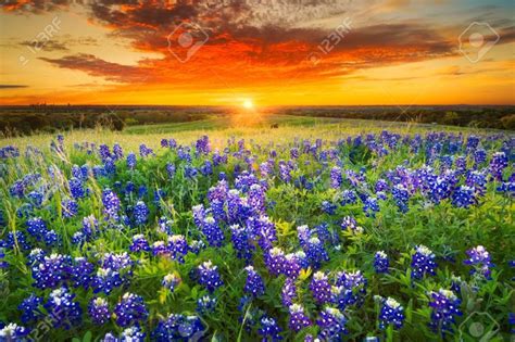 Texas Pasture Filled With Bluebonnets At Sunset In 2020 Wild Flowers