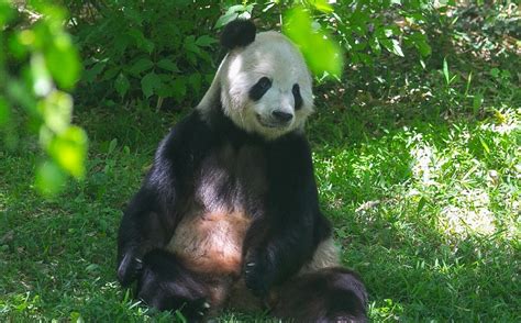 Mei Xiang Panda Gigante De Zoológico Washington Da A Luz A Una Cría