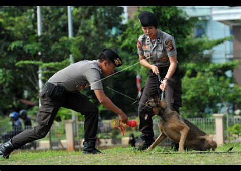 Pelatihan Anjing Polisi Antara Foto