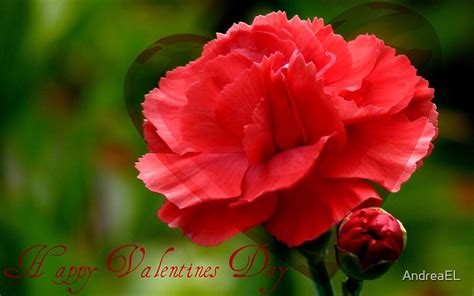 Happy Valentines Day Carnation Nz By Andreael Redbubble