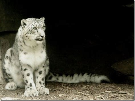 10 Awesome Mac Os X Snow Leopard Wallpapers