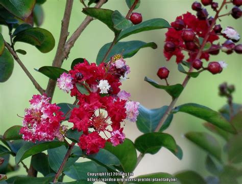 Transplant shock is caused by harm to the plant roots, during the transplanting process. Crepe Myrtles: Plant Care and Collection of Varieties ...