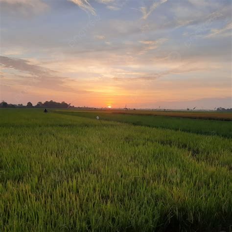 Photo Of Sunset In The Rice Fields Background Sunset Rice Fields