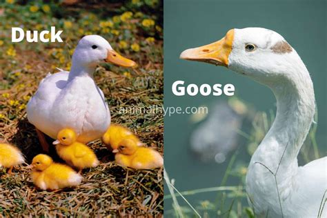 Goose Vs Duck Differences And Similarities Animal Hype