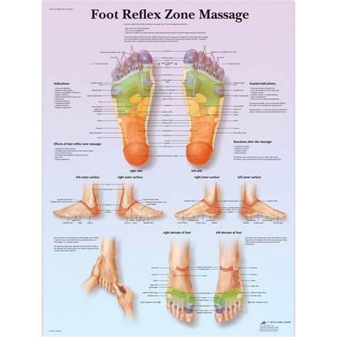 Foot Reflexology Chart Hd Ubicaciondepersonascdmxgobmx