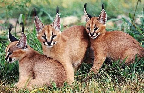 Kittens should premium baby cat food. Caracal - Long Antenna Cat | Baby Animal Zoo