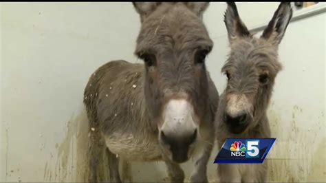 Donkey Gives Birth At Vermont High School