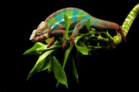 Colorful Chameleon Lizard Wallpapers Hd Desktop And Mobile Backgrounds