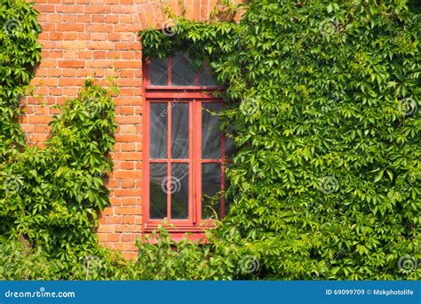 Brick Wall With Window Ivy Covered Stock Image Image Of Weather View