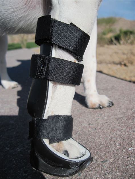 Whether you are looking for essay, coursework, research, or term paper help, or help with any other assignments, someone is always available to help. 17 Best images about Boston Terrier on Pinterest | Boston terriers, Boston terrier tattoo and ...