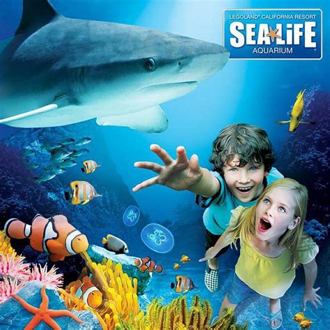 Sea Life Aquarium Legoland California Discount Tickets Undercover