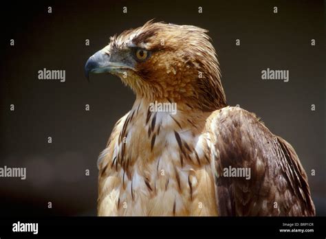 Portrait Of A Juvenile African Hawk Eagle Stock Photo Alamy